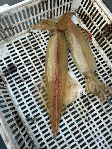 ケンサキイカの釣果