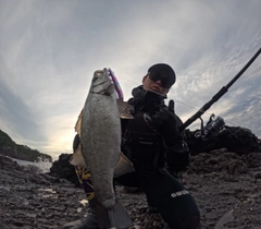 ヒラスズキの釣果