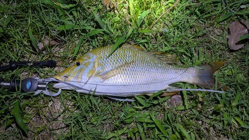タマンの釣果