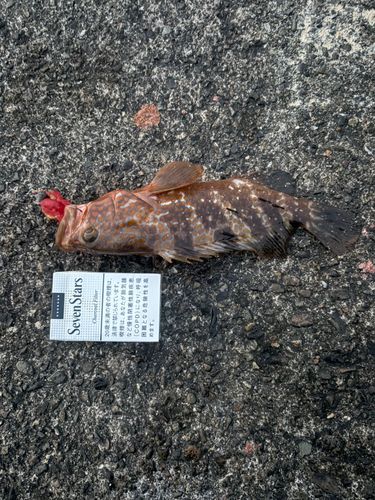 キジハタの釣果