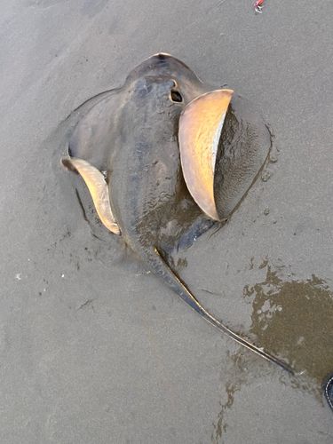 アカエイの釣果