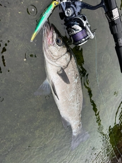 ヒラスズキの釣果