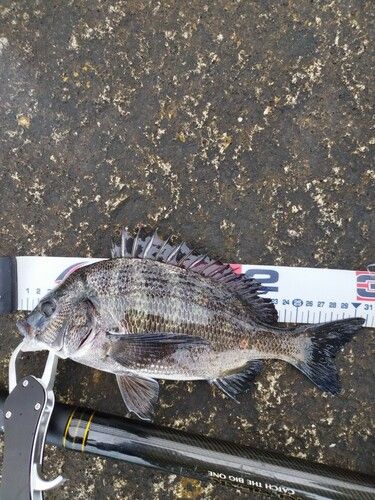 クロダイの釣果