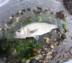 ヒラスズキの釣果