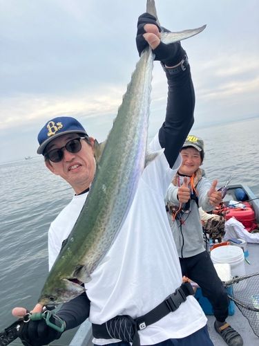 サワラの釣果