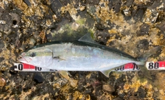 ヒラマサの釣果