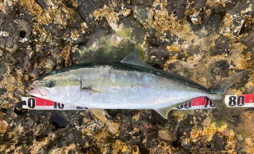 ヒラマサの釣果