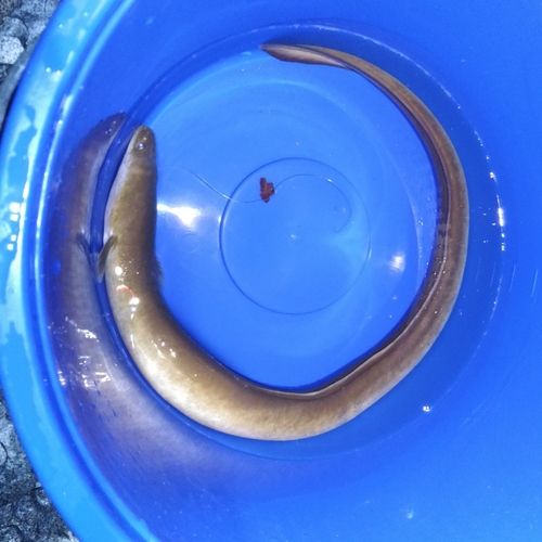 ウナギの釣果