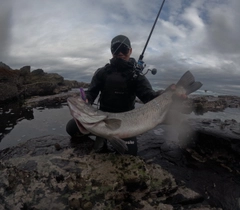 ヒラスズキの釣果