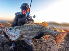 ヒラスズキの釣果