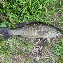 スモールマウスバス