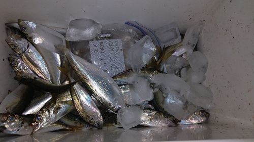 アジの釣果