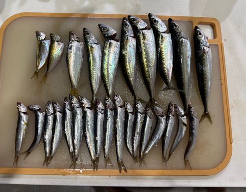 カタクチイワシの釣果