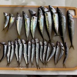 カタクチイワシ