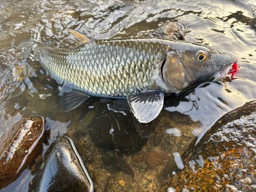ニゴイの釣果