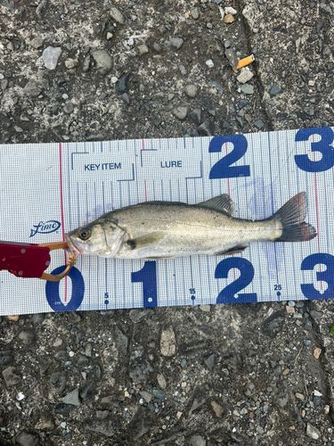 セイゴ（ヒラスズキ）の釣果