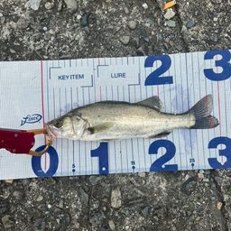 セイゴ（ヒラスズキ）