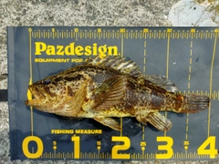 ベッコウゾイの釣果