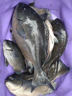 オナガグレの釣果