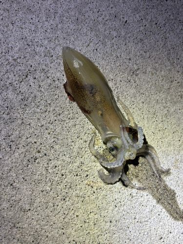 ケンサキイカの釣果