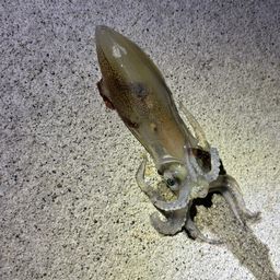 ケンサキイカ