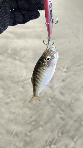 コノシロの釣果