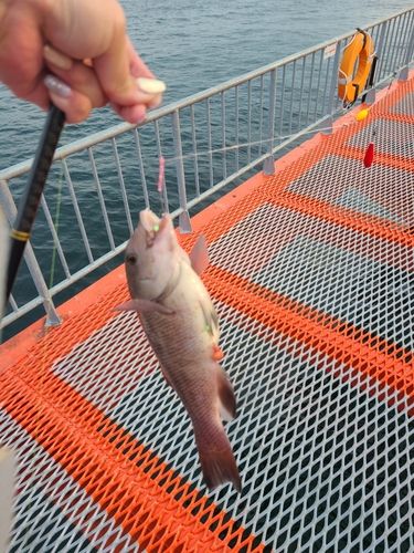 コブダイの釣果