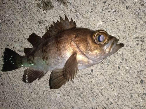 メバルの釣果