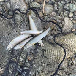 アユ