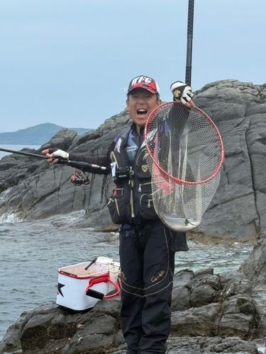 オナガグレの釣果