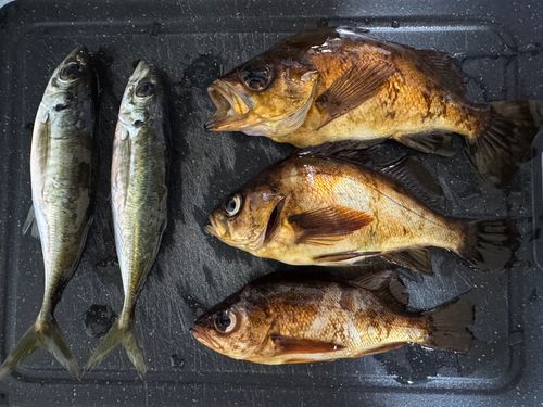 アカメバルの釣果