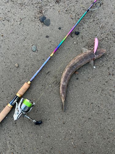 アカエソの釣果