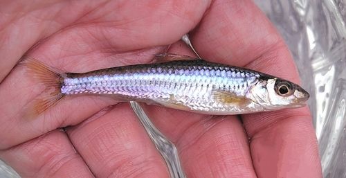 モロコの釣果