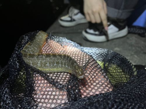 釣果