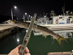 カマスの釣果