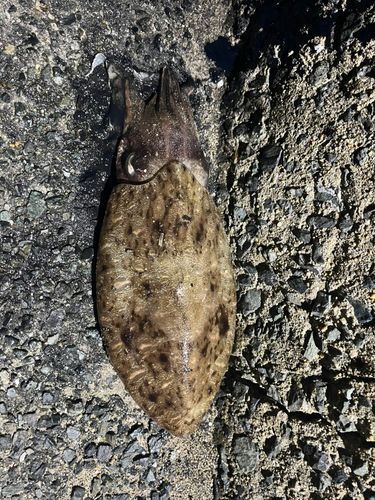 モンゴウイカの釣果