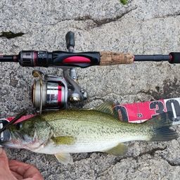 ラージマウスバス