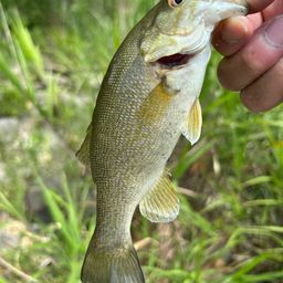 スモールマウスバス