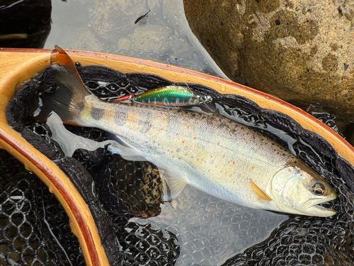アマゴの釣果