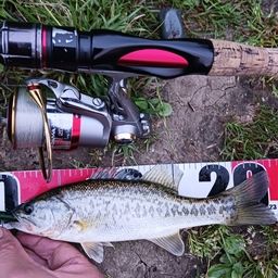 ラージマウスバス