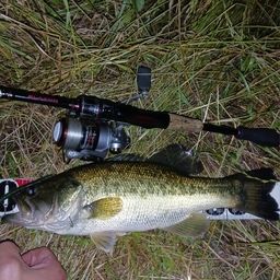 ラージマウスバス