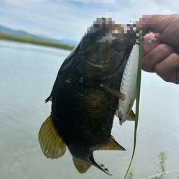 スモールマウスバス