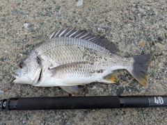 キビレの釣果