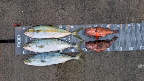 ヒラマサの釣果