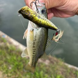 ラージマウスバス