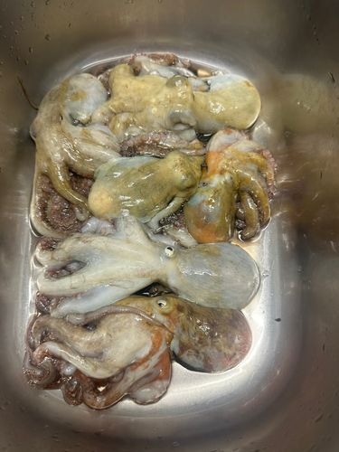 タコの釣果
