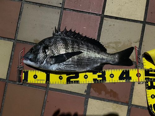 クロダイの釣果