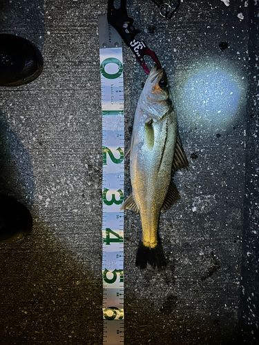 スズキの釣果