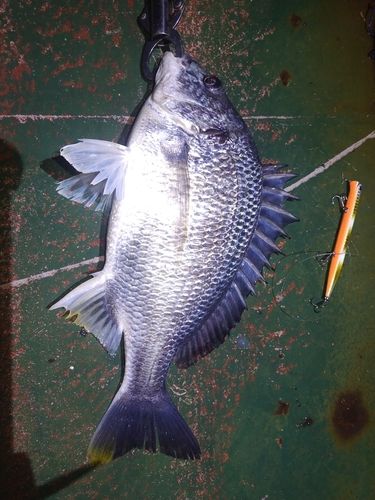 キチヌの釣果