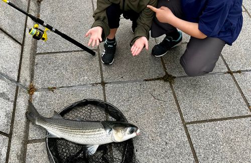 ボラの釣果